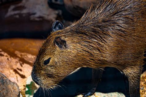 Closeup of a Capybara, a Large Rodent Captured in Its Natural Habitat ...