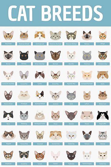 "Cat Breeds" Poster Print for Feline Lovers