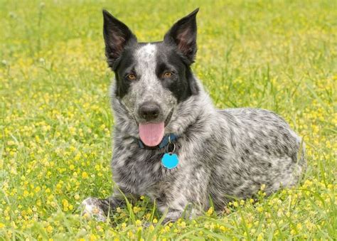 Texas Heeler: 14 Facts You Never Knew About The Texas Cattle Dog – All ...