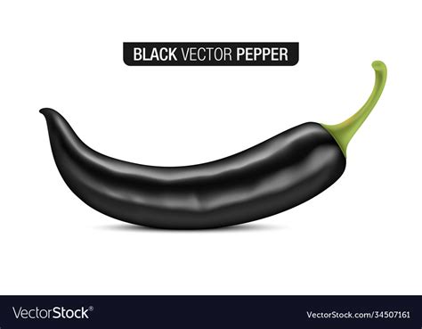 Black pepper isolated on a white background Vector Image