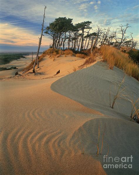 Oregon Dunes National Recreation Area Oregon Photograph by Dave Welling