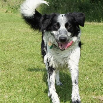 Brown Springer Spaniel Border Collie Mix