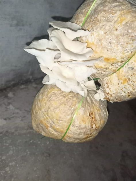 Oyster Mushroom Spawn at Rs 120/kg | Mushroom Spawn in Gorakhpur | ID: 23915007055