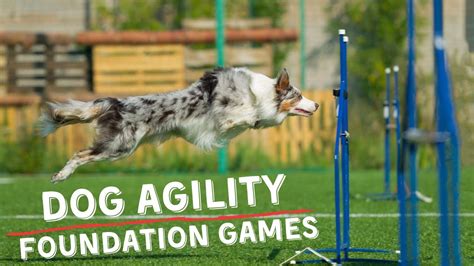 Dog Agility Foundations Game | Send and Go (Part 2) - YouTube