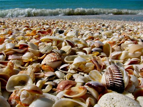 Southwest Florida’s best beaches for the eclectic traveler | Sanibel island beaches, Sanibel ...