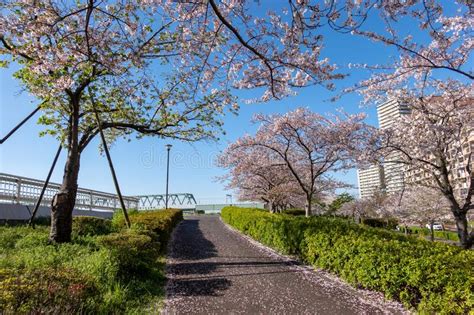 Arakawa River Cherry Blossoms in Japan Tokyo Stock Image - Image of kanto, plant: 174627159