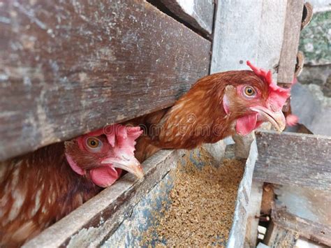 Two laying hens in a coop. stock image. Image of coop - 246894277