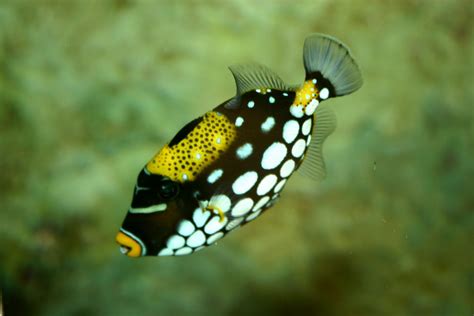 Black And White Striped Freshwater Aquarium Fish - Viewing Gallery