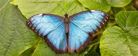 Morpho Facts: A Not So Blue Butterfly Animal Fact Files, 48% OFF