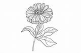 Zinnia Flower Coloring Page Graphic By Forhadx5 · Creative Fabrica sketch template