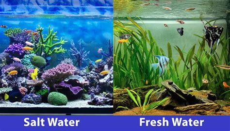 Saltwater vs Freshwater Aquarium: Pros, Cons & FAQs (with Pictures ...