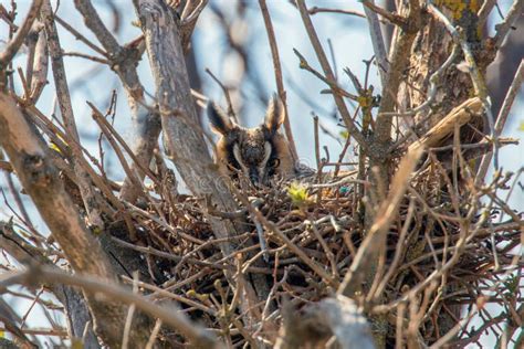 Long Eared Owl Nesting Asio Otus Owl in Nest Stock Photo - Image of ...