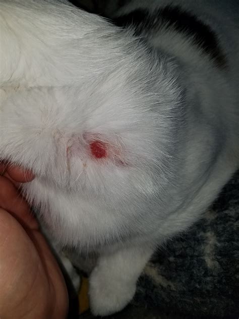 My cat has a sore on her neck that started as rough, raised patch of ...