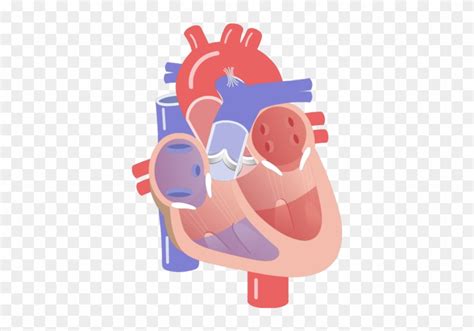 Movement Of The Heart Valves Animation Slide - Movement Of Heart Valves ...