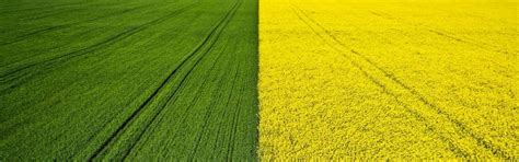 Intercropping Concept & Types: How To Benefit From The Practice