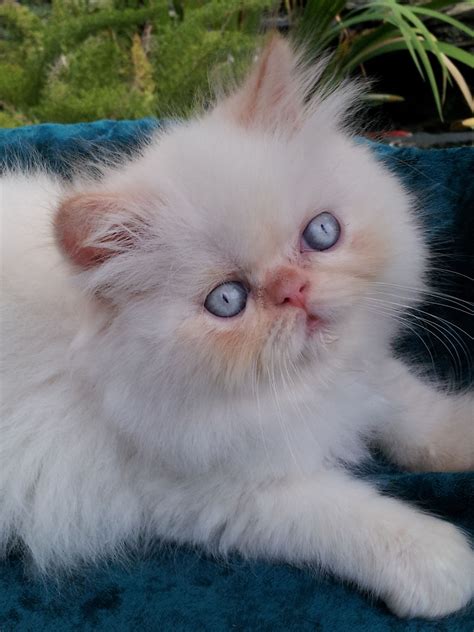 11 Himalayan Cat Breeders Va That Had Gone Way Too Far | Himalayan Cat Breeders Va ...