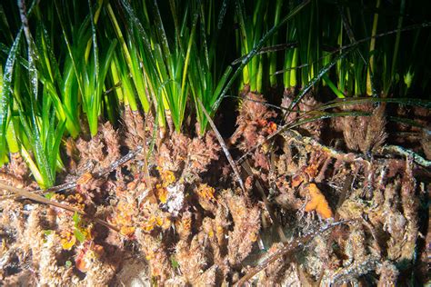 A few shots of Posidonia oceanica