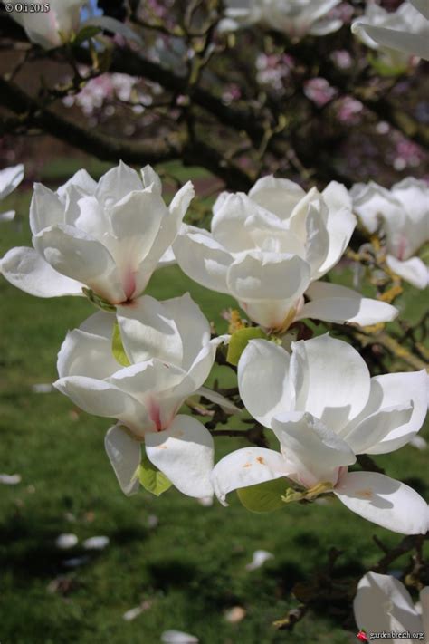 Magnolia x soulangeana 'White Giant' - Magnolias - Les galeries photo ...