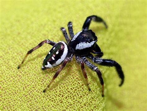 Black and white jumping spider - Paraphidippus aurantius - BugGuide.Net