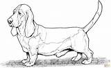 Bassett Hound Dog coloring Page  Free Printable Coloring Pages sketch template
