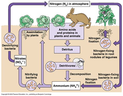 Nitrogen cycle for IGCSE Biology | PMG Biology