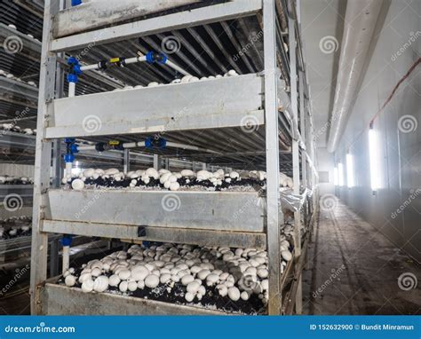 The Cultivation of White Button Mushroom Agaricus Bisporus on the Harvesting Farmland. Stock ...