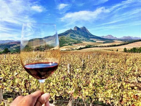 Stellenbosch wineries to visit