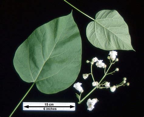 Catalpa speciosa | Landscape Plants | Oregon State University