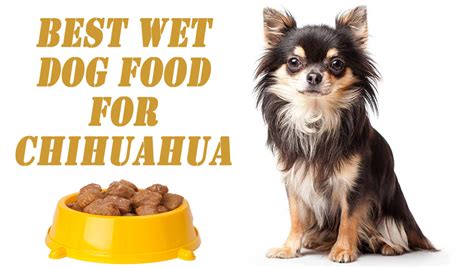 3 Best Wet Dog Food For Chihuahua | Pets Dog World