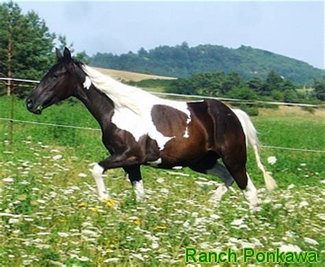 Genomia: Tests for horses: Tobiano color