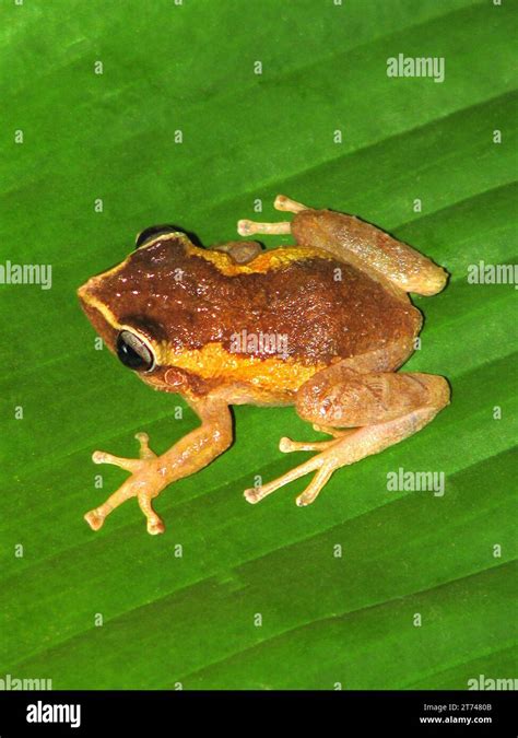 tiny coqui-frog just hatched sitting on the fingers of a hand, this is ...