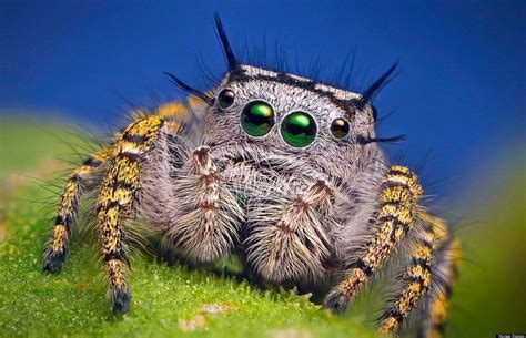 Macro Photography of Insects and Spiders - Photo Geek