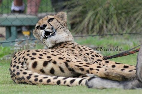 Cheetah Run Safari Park | Wild cats, Safari park, Cheetahs