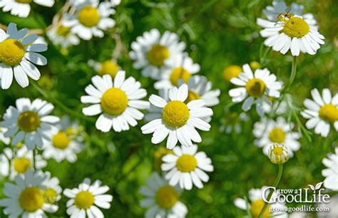 Growing Chamomile for Tea