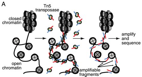 ATAC-seq data analysis: from FASTQ to peaks | Yiwei Niu's Note