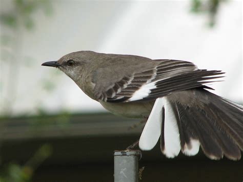 Mockingbird Feathers | Karen | Flickr