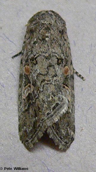 Beet Armyworm Moth Spodoptera exigua (Hubner, [1808]) | Butterflies and ...