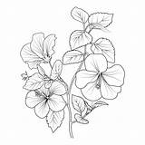 Hibiscus Flower Coloring Page sketch template