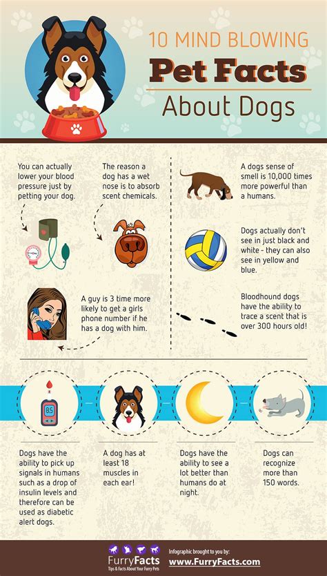 10 mind blowing pet facts about dogs – Artofit