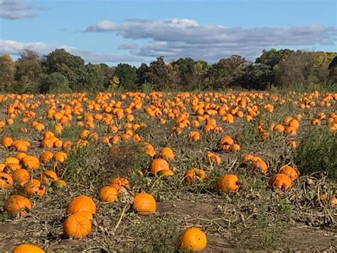 Lendt's Pumpkin Patch - Pumpkin Patch Near Me