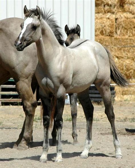 Grulla Foals For Sale | Shining C Horses | United States in 2023 ...