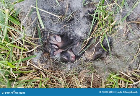 Nest of Newborn Wild Rabbits Stock Image - Image of litter, sleeping ...