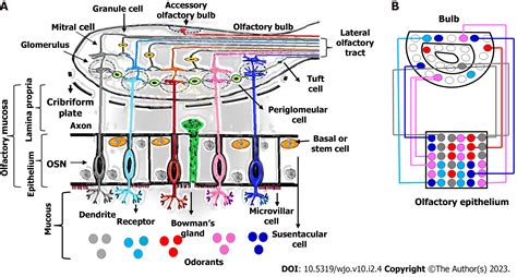 Olfactory Mucosa Location