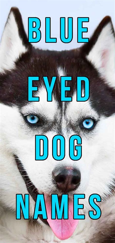 Blue Eyed Dog Names - The Best Name For Your Beautiful Pup