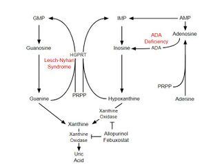 Lesch-Nyhan Syndrome - Physiopedia