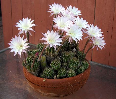 Echinopsis oxygona (Easter Lily Cactus, Night-Blooming Hedge-Hogs, Pink ...