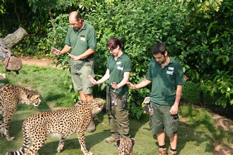 Paradise Zoo News: How to become a Zookeeper: