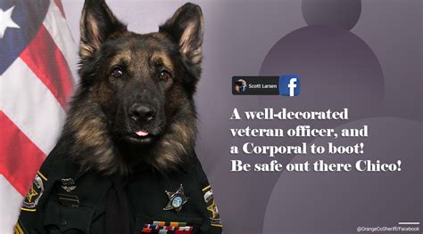 A police dog in his uniform is getting plenty of praise on social media ...