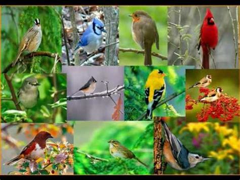 SINGING BIRDS. NATURE'S RELAXING SOUNDS - YouTube