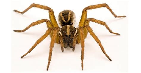 Huntsman Spider vs Wolf Spider: What Are 6 Key Differences? - IMP WORLD